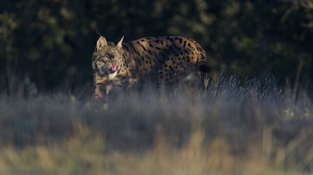 Pardelluchs, Iberian lynx (Lynx pardinus), adult female walking through a meadow in grazing light, Toledo province, Castile, La Mancha, Spain