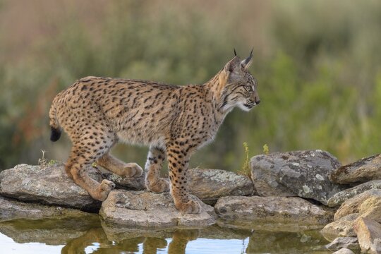 Pardelluchs, Iberian lynx (Lynx pardinus), juvenile at a waterhole, Toledo province, Castile, La Mancha, Spain