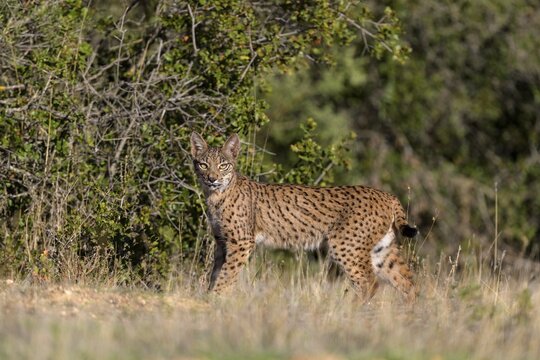 Pardelluchs, Iberian lynx (Lynx pardinus), young standing in a meadow, Toledo province, Castile, La Mancha, Spain