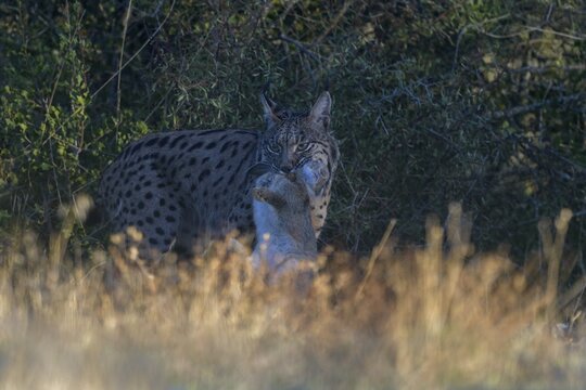 Pardell lynx, Iberian lynx (Lynx pardinus), adult female with prey, european rabbit (Oryctolagus cuniculus), Toledo province, Castilla, La Mancha, Spain