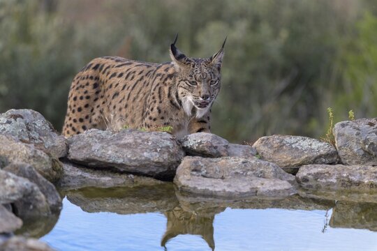 Pardelluchs, Iberian lynx (Lynx pardinus), adult female reflected in a waterhole, Toledo province, Castile, La Mancha, Spain