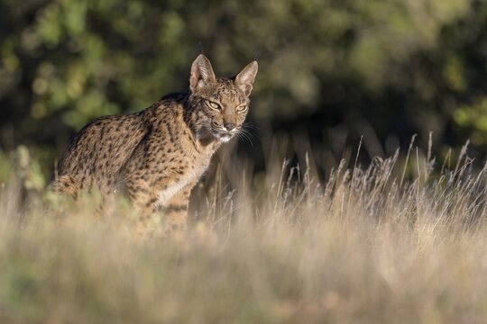 Pardelluchs, Iberian lynx (Lynx pardinus), young sitting in a meadow, Toledo province, Castile, La Mancha, Spain