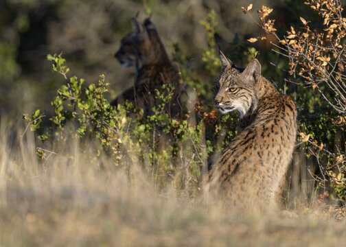 Pardelluchs, Iberian lynx (Lynx pardinus), two cubs in their habitat, Toledo province, Castile, La Mancha, Spain