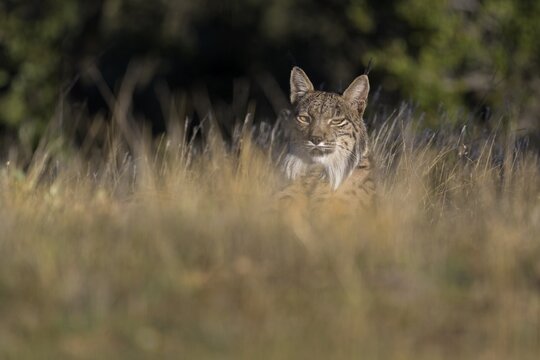 Pardelluchs, Iberian lynx (Lynx pardinus), adult female secured from a meadow with high dry grass, Toledo province, Castile, La Mancha, Spain