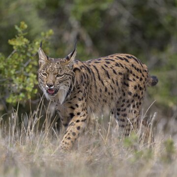 Pardelluchs, Iberian lynx (Lynx pardinus), adult female walking through a meadow, Toledo province, Castile, La Mancha, Spain
