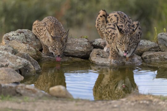 Pardelluchs, Iberian lynx (Lynx pardinus), adult female with young reflecting while drinking in a waterhole, Toledo province, Castile, La Mancha, Spain