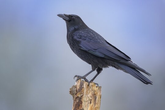 Carrion crow (Corvus corone), on pasture pole, biosphere area, Swabian Alb, Baden-W&uuml;rttemberg, Germany