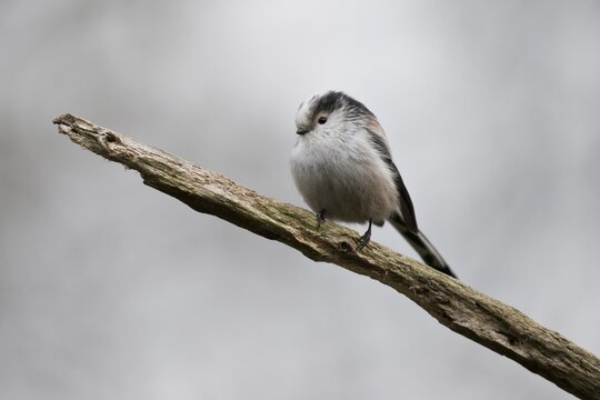 Long-tailed tit (Aegithalos caudatus), Emsland, Lower Saxony, Germany