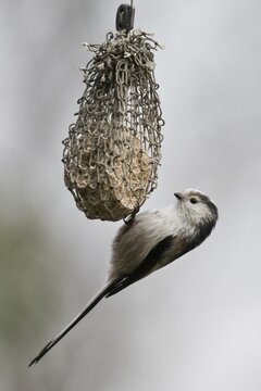 Long-tailed tit (Aegithalos caudatus) at the tit dumpling, Emsland, Lower Saxony, Germany