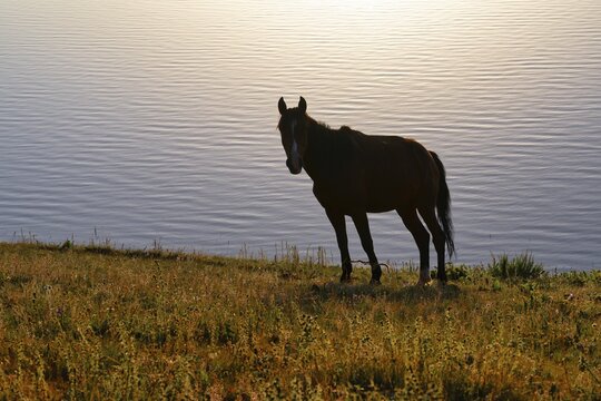 Horses grazing on the lakeshore of Song Kol Lake in early morning, Naryn Province, Kyrgyzstan