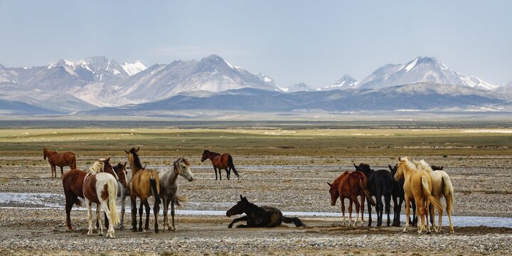 Horses along the Kol Suu River, Naryn Province, Kyrgyzstan