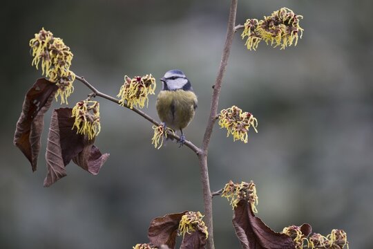 Blue Tit (Parus caerulea), Emsland, Lower Saxony, Germany
