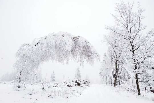 Forest path with snow-covered trees, Hesse, Germany