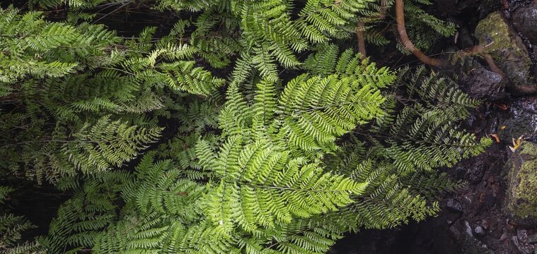 Thicket, Fern, Madeira, Portugal