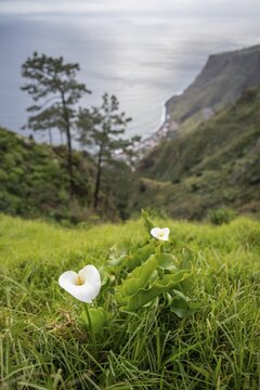 White Zantedeschia, Madeira, Portugal
