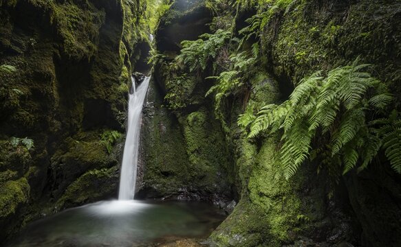 Waterfall in a narrow gorge overgrown with moss and ferns, Levada do Caldeir&atilde;o do Inferno, Parque Florestal das Queimadas, Madeira, Portugal