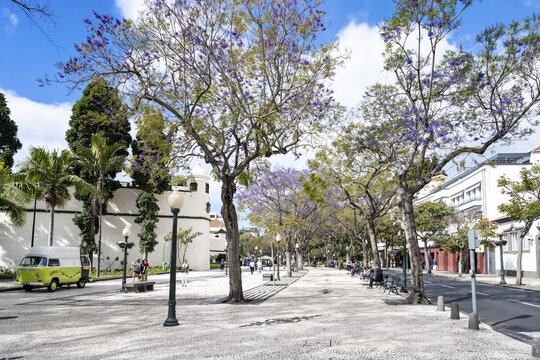 Avenida Arriaga, Promenade City Centre, Old Town with, Funchal, Madeira, Portugal