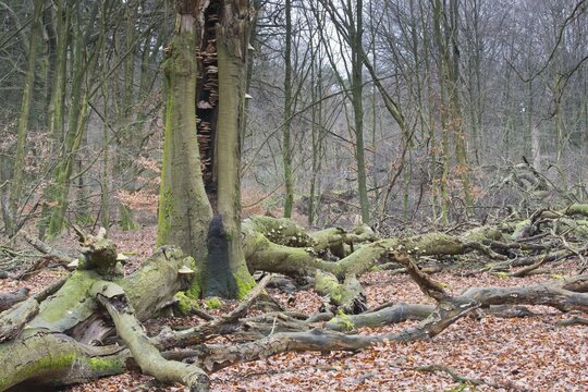 Dead beech (Fagus sylvatica) trees with fungal infestation, Emsland, Lower Saxony, Germany