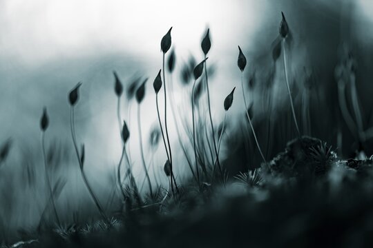 Beech (Fagus) saplings on forest floor in morning light, Mindelheim, Unterallg&auml;u, Bavaria, Germany