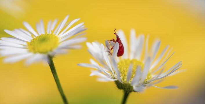 Red beetle on a white flower, shrew (Apion frumentarium), Bavaria, Germany