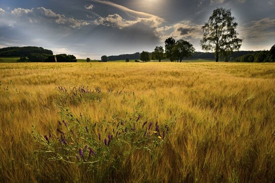 Grain field with thunderstorm sky in morning light, Mindelheim, Unterallg&auml;u, Swabia, Bavaria, Germany