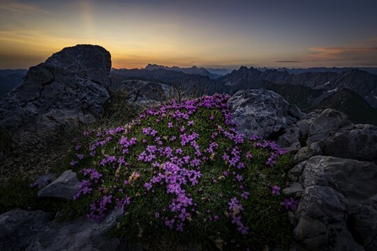 Stemless campion (Silene acaulis) on rocks at sunrise, Namlos, Reutte, Lechtal, Au&szlig;erfern, Tyrol, Austria