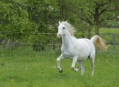 Horse, grey horse running, Hesse, Germany