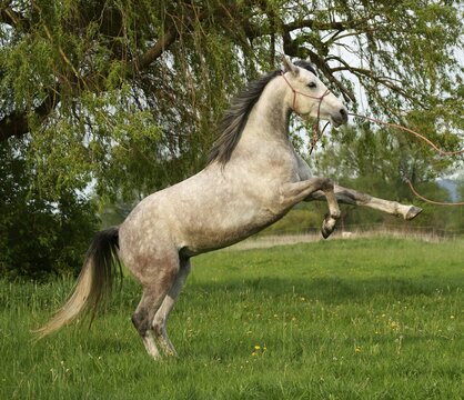 Horse, grey horse climbing, Hesse, Germany