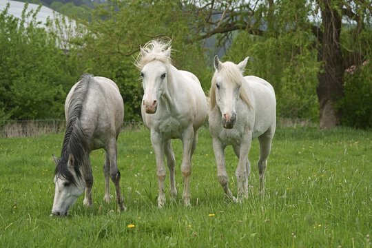 Horses, White horse, Hesse, Germany