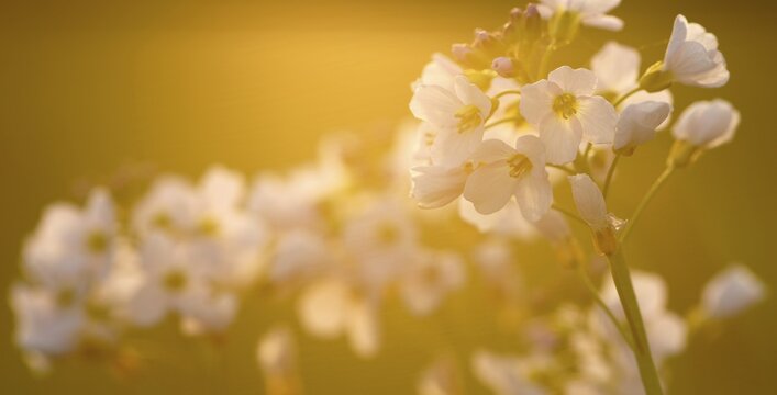 Cuckoo flower (Cardamine pratensis), Hesse, Germany