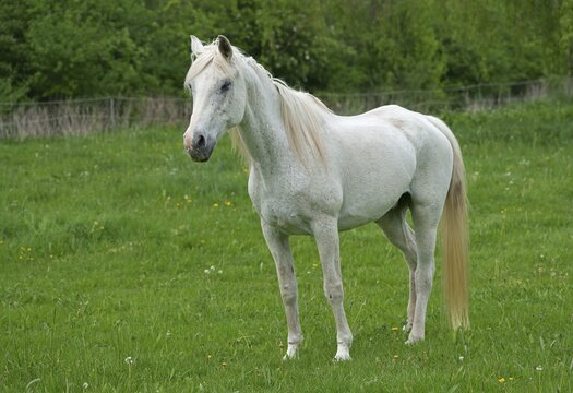 Horse, White horse, Hesse, Germany