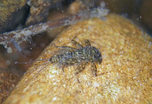 Larva of mayfly larva of veinlet (Ecdyonurus venosus), under water, Hesse, Germany