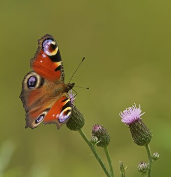 European peacock (Aglais io) on a thistle flower, Hesse, Germany