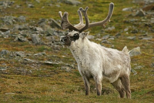 Svalbard reindeer (Rangifer tarandus platyrhynchus), Svalbard, Spitsbergen