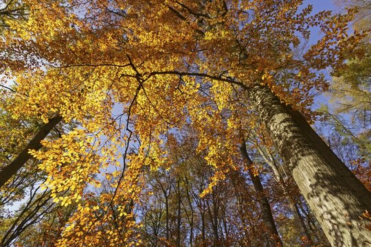 Common beech (Fagus sylvatica), Autumn leaves, Golden October, Autumn colours, Hesse, Germany
