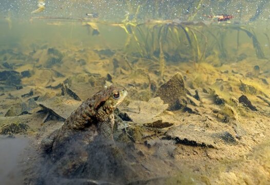 Common toad (Bufo bufo), under water, Hesse, Germany