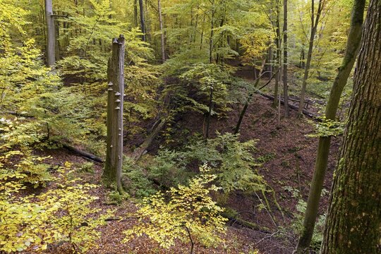 Deadwood with scale on a copper beech, Hesse, Germany