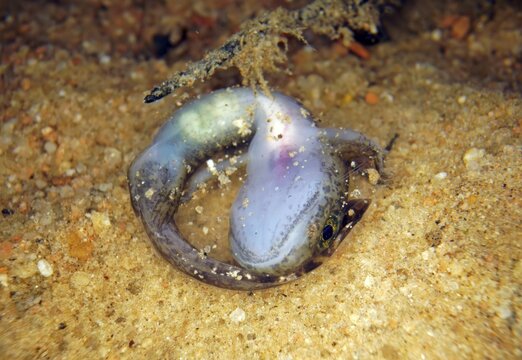 Larva of fire salamander (Salamandra salamandra), Hesse, Germany