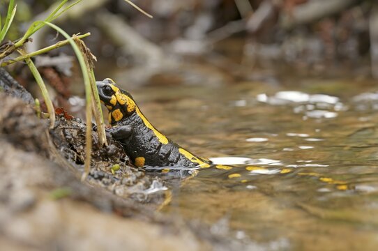 Female fire salamander (Salamandra salamandra) releasing larvae, Hesse, Germany