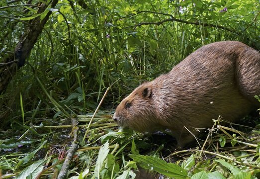 European beaver (Castor fiber), on the bank, Hesse, Germany