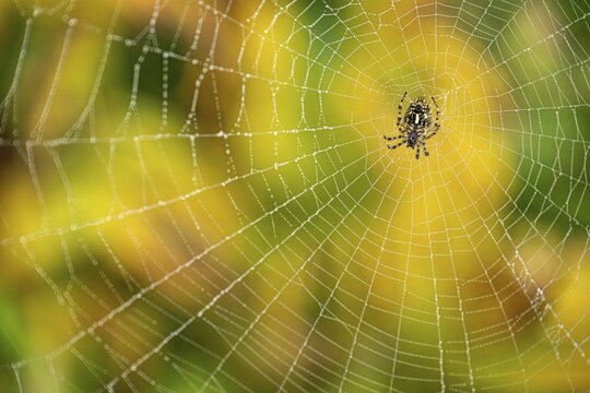 Cross spiders (Araneus) in front of yellow and green leaves, stream, Lechtal, Tyrol, Austria