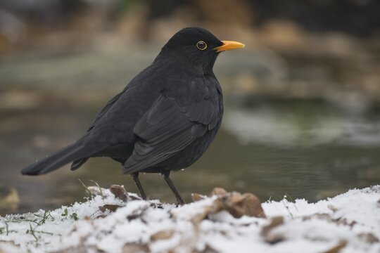 Blackbird (Turdus merula), Emsland, Lower Saxony, Germany