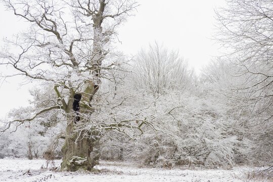 Snow-covered old english oak (Quercus robur) in the primeval forest Sababurg, Winter, Hesse, Germany