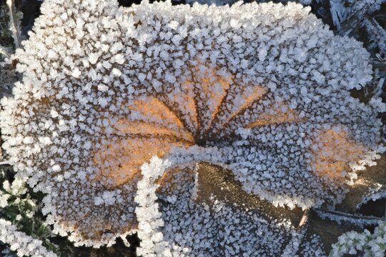 Water avens (Geum rivale), leaf in hoarfrost, Emsland, Lower Saxony, Germany