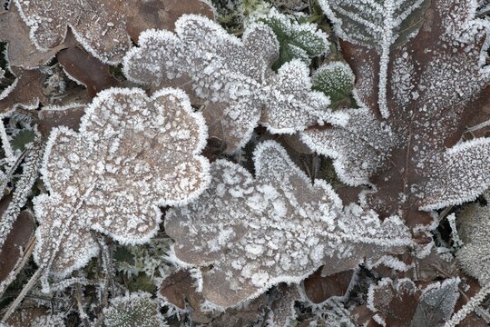 Falling leaves in hoarfrost, Emsland, Lower Saxony, Germany