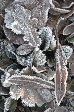 Falling leaves in hoarfrost, Emsland, Lower Saxony, Germany