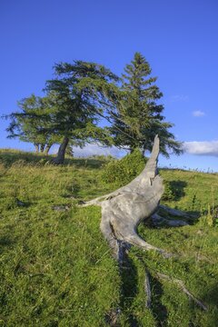 Dead tree on the path to Schie&szlig;ling, Aflenz, Styria, Austria