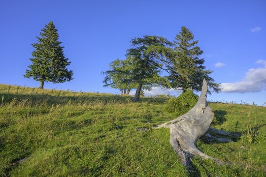 Dead tree on the path to Schie&szlig;ling, Aflenz, Styria, Austria