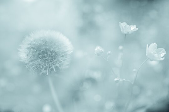 Flowering dandelion (Taraxacum sect. Ruderalia) in summer meadow, Wildhaus, Appenzell, Switzerland