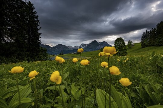 Globeflowers (Trollius europaeus) on a mountain meadow with the Altmann summit in the background, Wildhaus, Appenzell, Switzerland